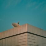 a bird is sitting on top of a building
